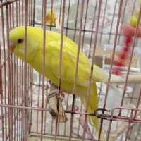 چشم قرمز مرغ عشق