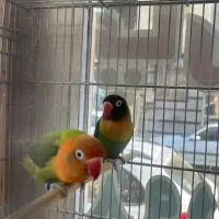ی جفت طوطی برزیلی