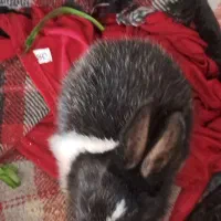 خرگوش|موش و خرگوش|بیرم, |دیوار