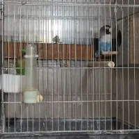 طوطی برزیلی|پرنده|قیدار, |دیوار