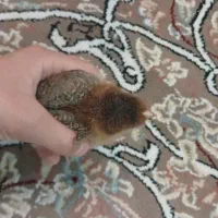 جوجه بومی