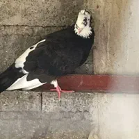 کبوتر بوشهری|پرنده|بندر کنگان, |دیوار