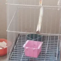 یدونه قفس پرنده