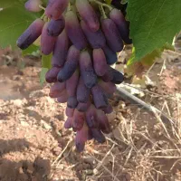 انگور موندراپ