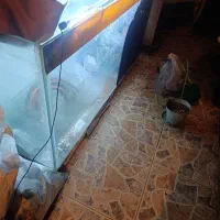 اکواریوم150*70*40|ماهی|چالوس, |دیوار