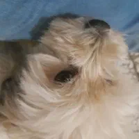 سگ شیتزو|سگ|رشت, پل تالشان|دیوار