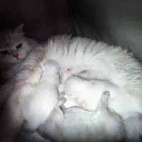 پرشین بریتیش|گربه|ساری, |دیوار