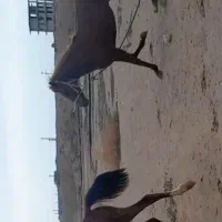 مادیان|حیوانات مزرعه|وحدتیه, |دیوار