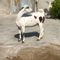 صلاله عربی|حیوانات مزرعه|بندر کنگان, |دیوار