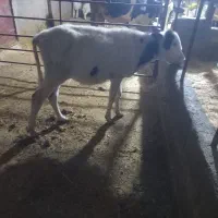 باسلام  یک عدد گوساله نر سیمینتال|حیوانات مزرعه|قلعه شاهین, |دیوار