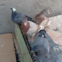 جوجه بور.مگس.مسافتی