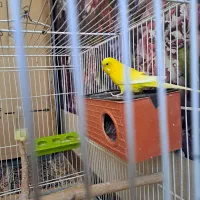 جفت مرغ عشق تخمگذار برای جوجه کشی
