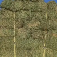 یونجه برداشت اول