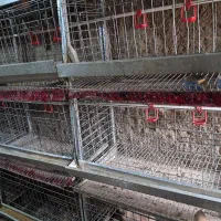 قفس مرغ تخمگذار