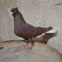 پرنده کبوتر