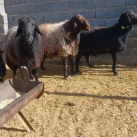 قوچ هترو افشاری|حیوانات مزرعه|مشهد مرغاب, |دیوار