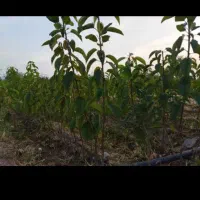 نهال گیلاس تکدانه رو پایه آلبالو بومی|خدمات باغبانی و درختکاری|تسوج, |دیوار