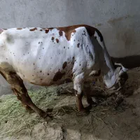 گاو نر فروشی|حیوانات مزرعه|تخت, |دیوار