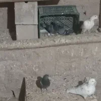 کفتر|پرنده|گل تپه, |دیوار