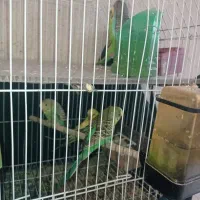 پرنده مرغ عشق|پرنده|یاسوج, |دیوار