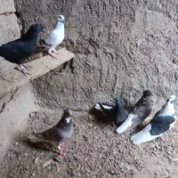 کبوتر 6عدد|پرنده|اهواز, بهارستان|دیوار