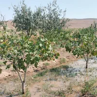 فروش زمین ۲۶۷۰ متری|فروش زمین و ملک کلنگی|آذرشهر, |دیوار