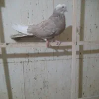 کبوتر شازده نر