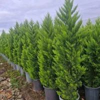 نمایشگاه گل و گیاه وانیا