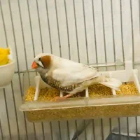 فنچ کینگ انگلیسی