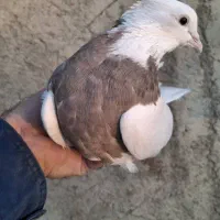 کبوتر طوقی|پرنده|کرج, شهرک بنفشه|دیوار