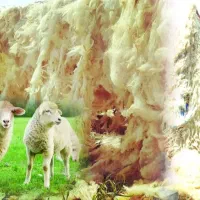 فروش انواع پشم