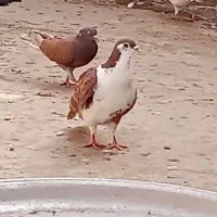 طاقی