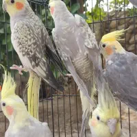 فروش عروس هلندی و کوتوله برزیلی در کازرون|پرنده|شیراز, دروازه اصفهان|دیوار
