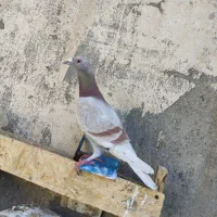 عقون نر پلاکی مسافتی