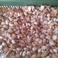 سیر حبه شده از بذر خودمون اضافه مونده حدود ۲۵ کیلو|خوردنی و آشامیدنی|پارس‌آباد, |دیوار