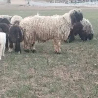 شیشک قوچ بختیاری