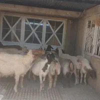 میش بره