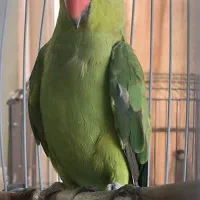 طوطی ملنگو ماده آماده (فروش و معاوضه)