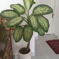 گل دیفن|گل و گیاه طبیعی|گلبهار, شهر جدید گلبهار|دیوار