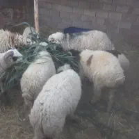 بره نر