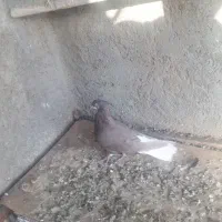 ماده دمسفید قهوه ای
