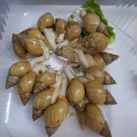 فروش حلزون