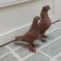 کبوتر پرشی.نروماده.راعبی