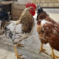 خروس|حیوانات مزرعه|حمیدیا, |دیوار