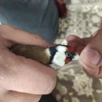 سهره 6 ماه قفس