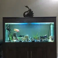 اکواریوم