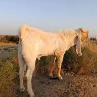 بز گلابی اصل|حیوانات مزرعه|هیرمند, |دیوار