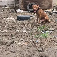 واگذاری پیت پول نر