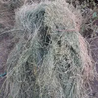 یونجه درجه یک