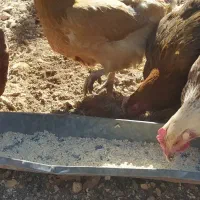 مرغ تخمگذار|حیوانات مزرعه|شیراز, شهرک قمشه|دیوار